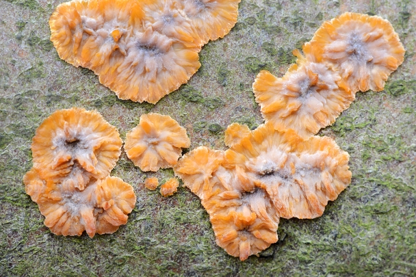 oranje aderzwam (phlebia radiata) 11-2024 1745